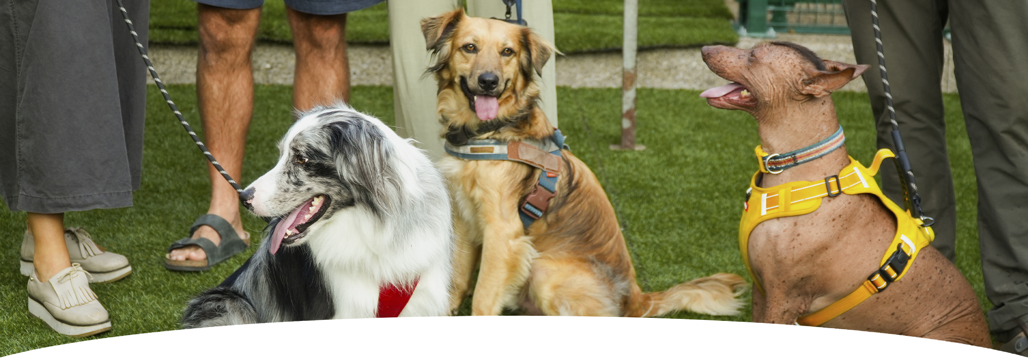 pawvana cover services